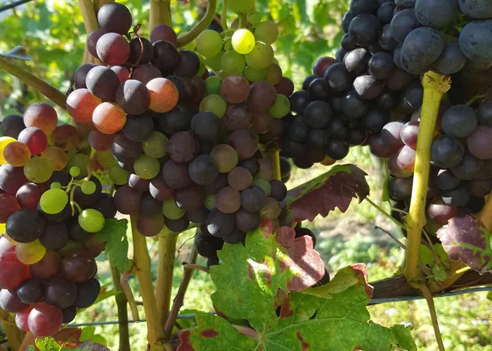 Apartamento Ahrtal Vier Sterne Alexandra Weiler Panorama *